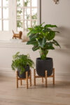 Archetta Planter Pot Set of 2 - Black